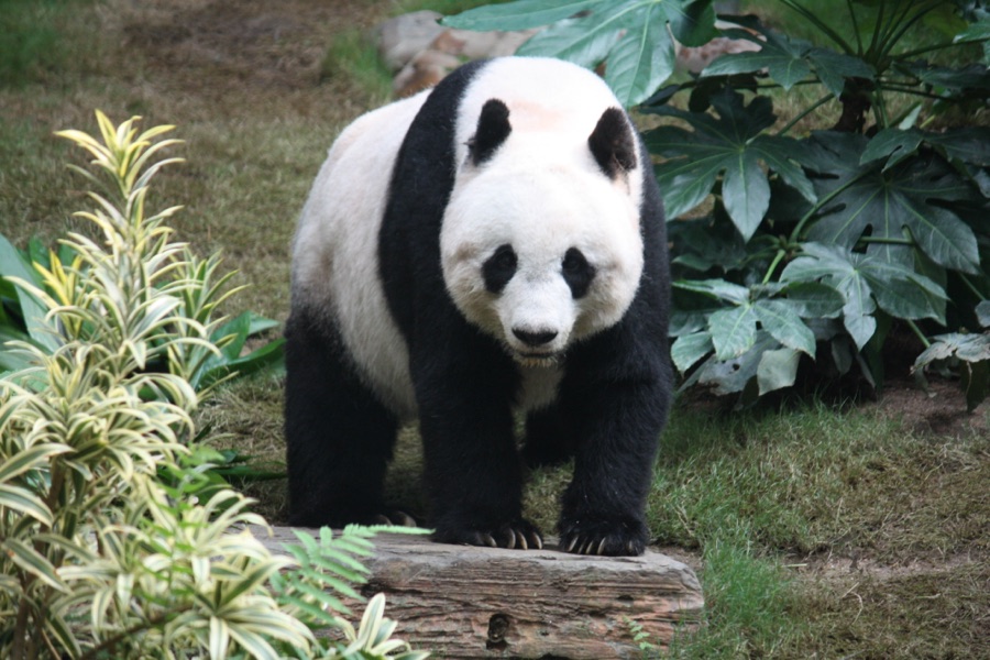 Giant Panda, Chengdu Research Base